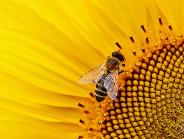 Εκπαιδευτήρια ΠΑΛΛΑΔΙΟ - Η Κοινωνία των Μελισσών