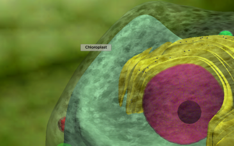 STUDYING BIOLOGY USING iCELL APP