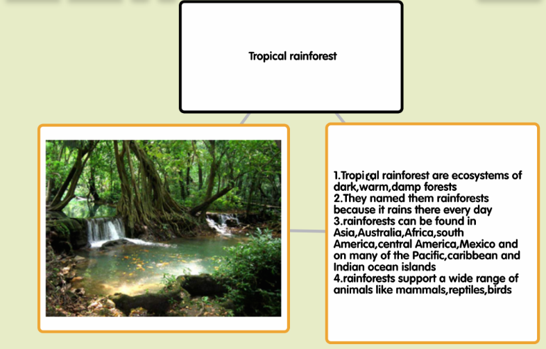 TROPICAL RAINFOREST