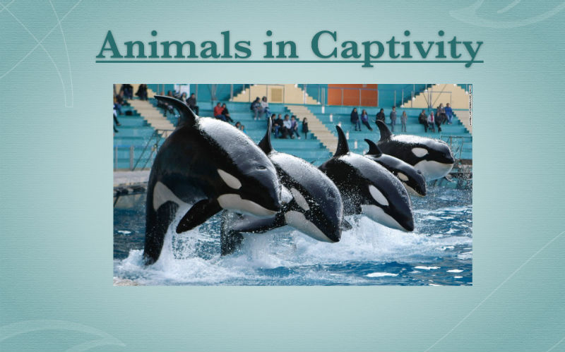 ANIMALS IN CAPTIVITY